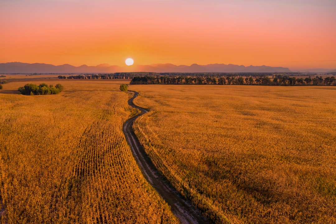 brown field under orange sky during sunset